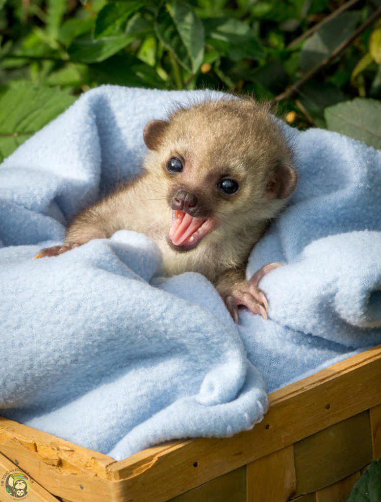 Manuka Kinkajou