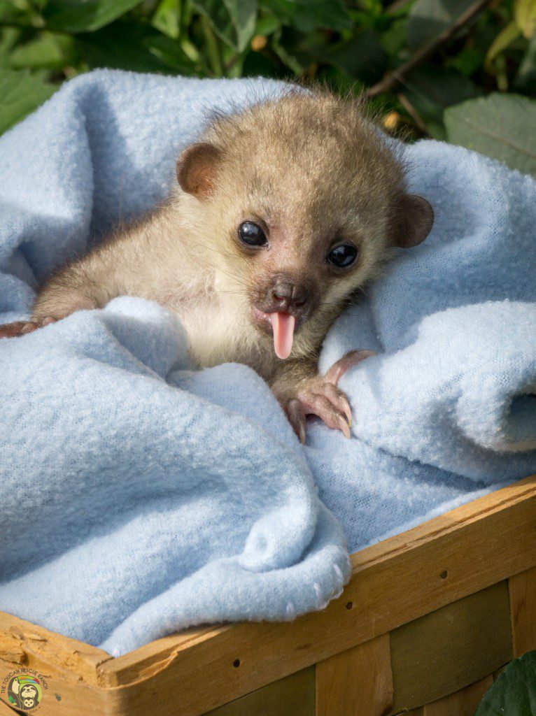 Manuka Kinkajou