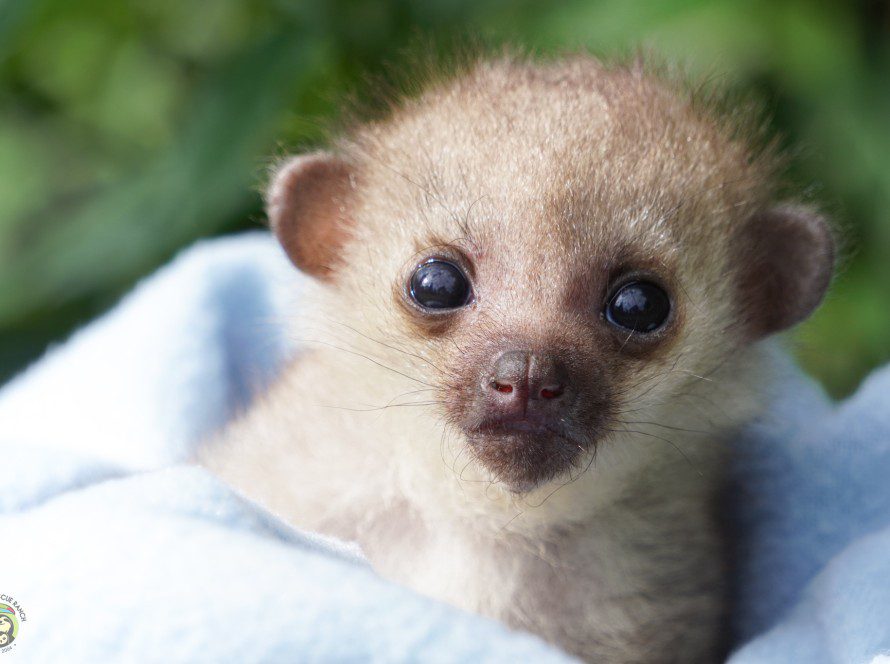 Baby Kinkajou