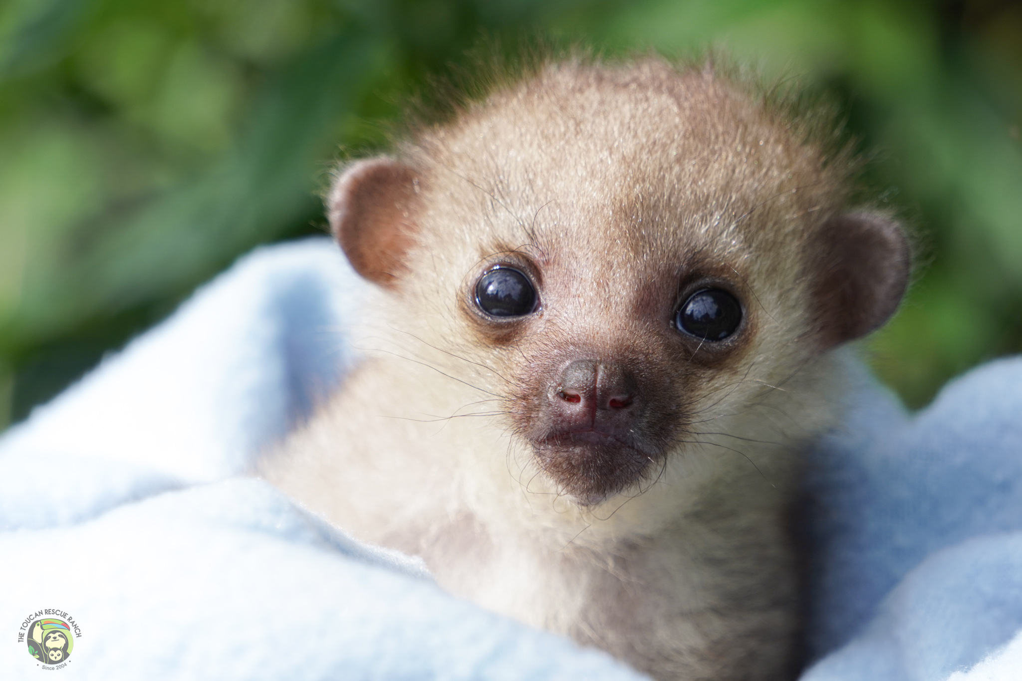 Baby Kinkajou
