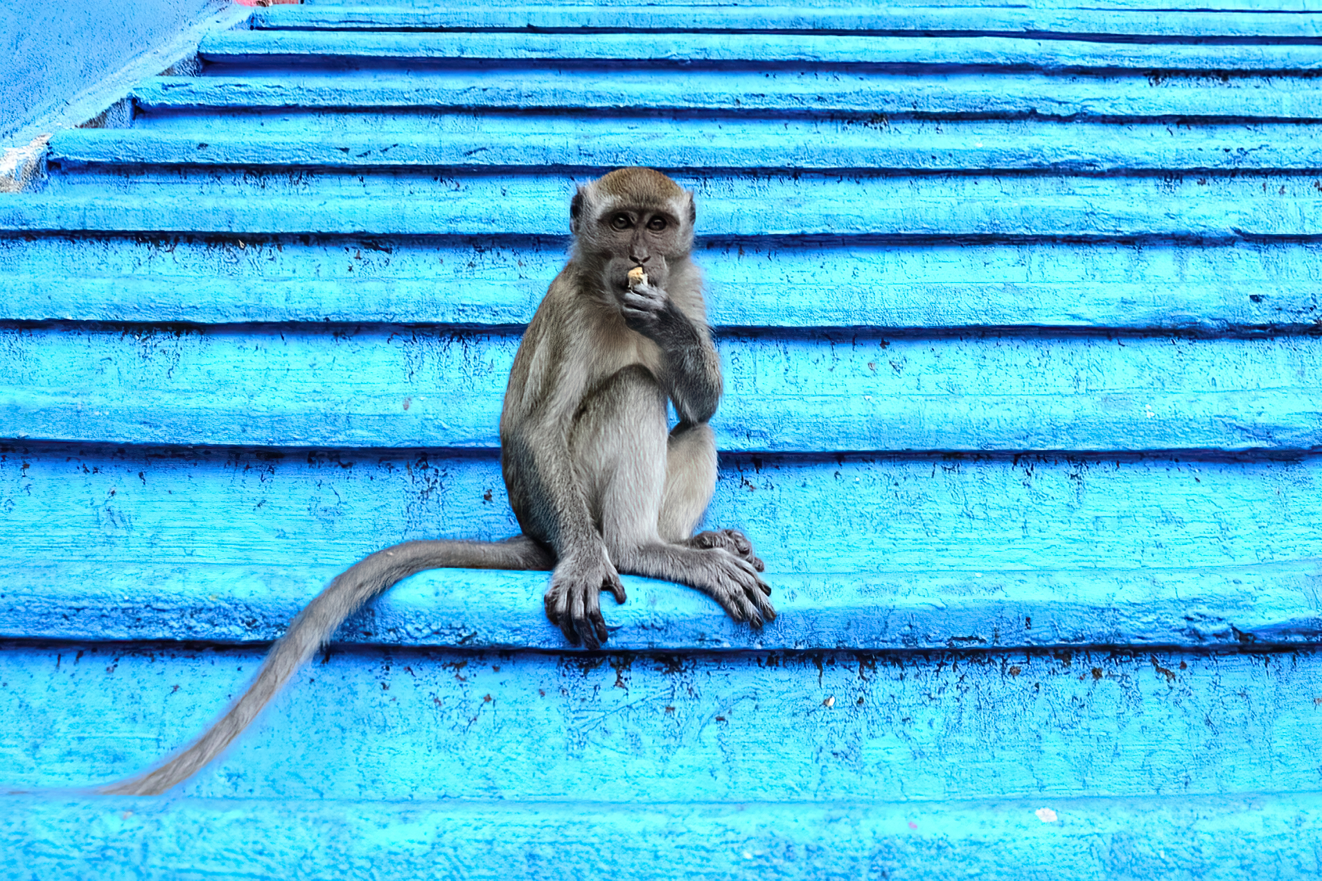 Long-tailed Macaque - Lola Vierse