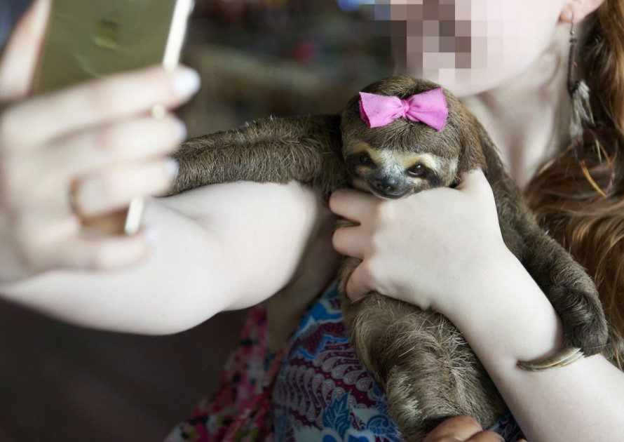 Sloth with pink bow held by tourist