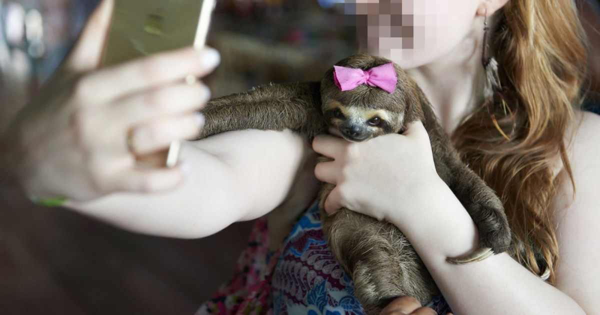 Sloth with pink bow held by tourist