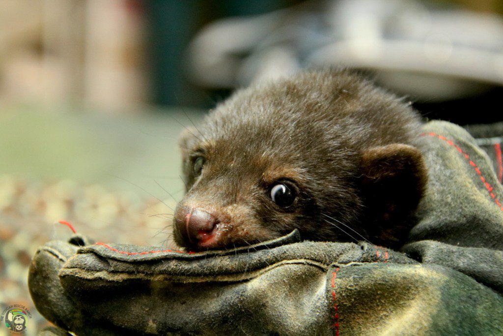 Tayra
