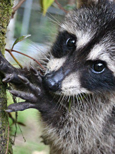 Rocket Raccoon