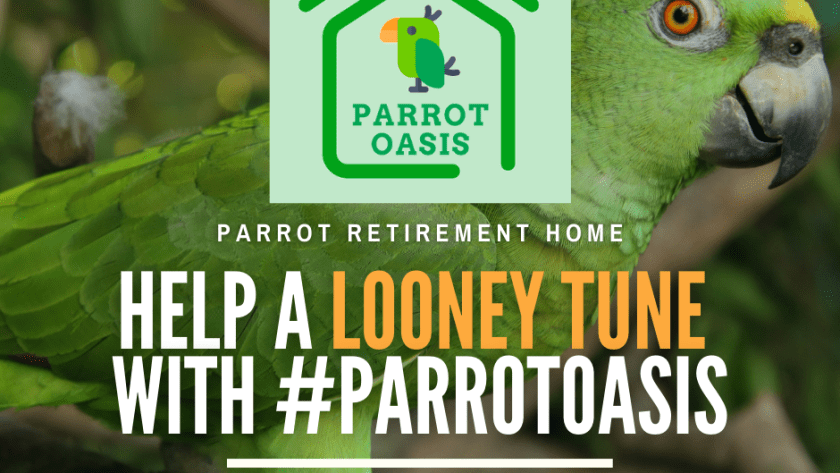 Parrot Oasis Toucan Rescue Ranch