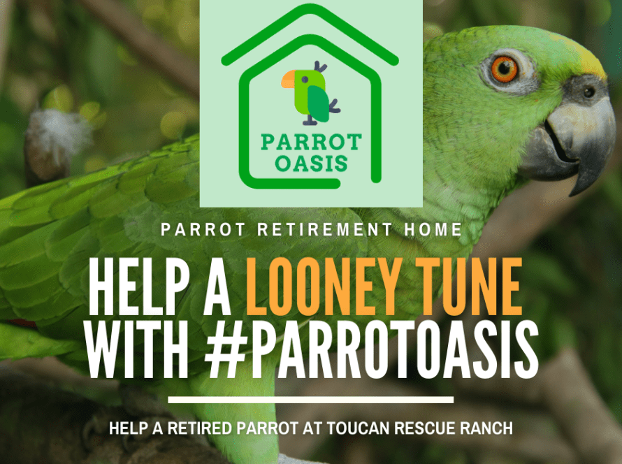 Parrot Oasis Toucan Rescue Ranch