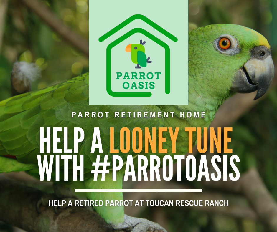 Parrot Oasis Toucan Rescue Ranch