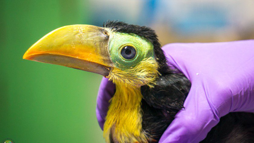 Keel Billed Toucan