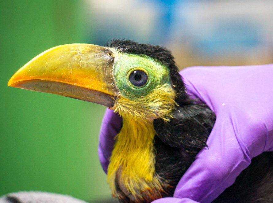 Keel Billed Toucan