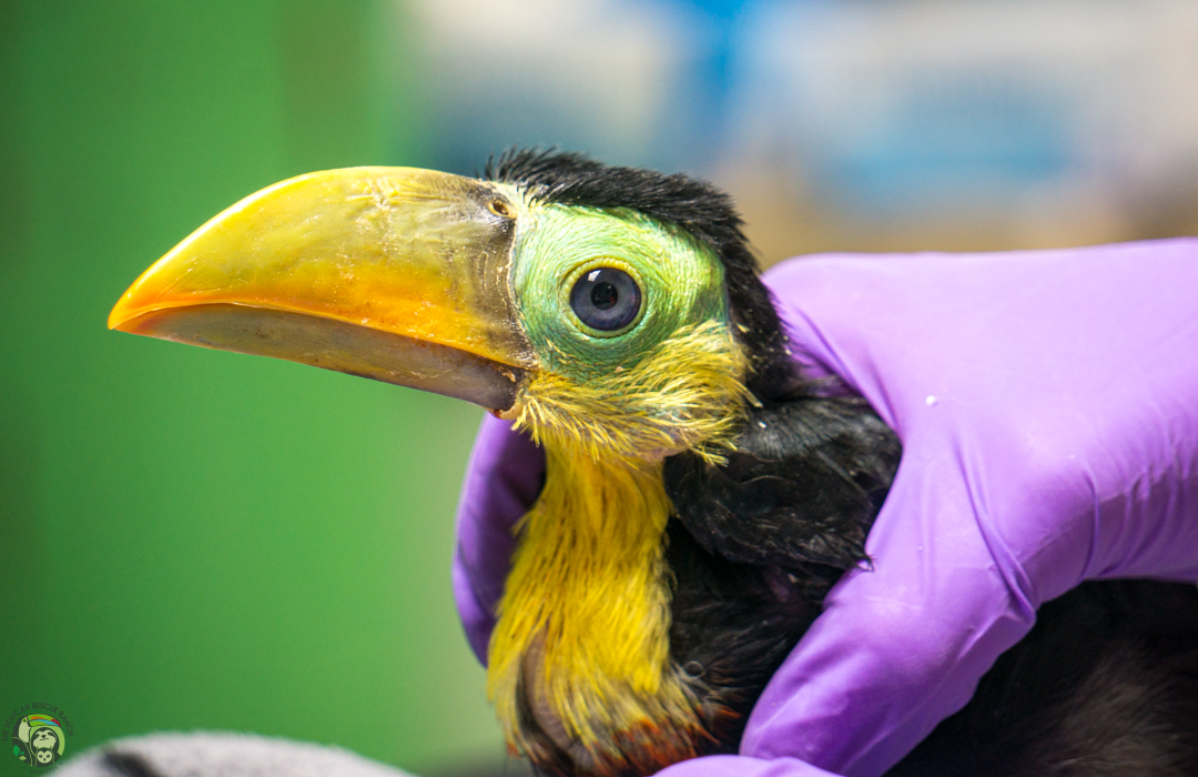Keel Billed Toucan