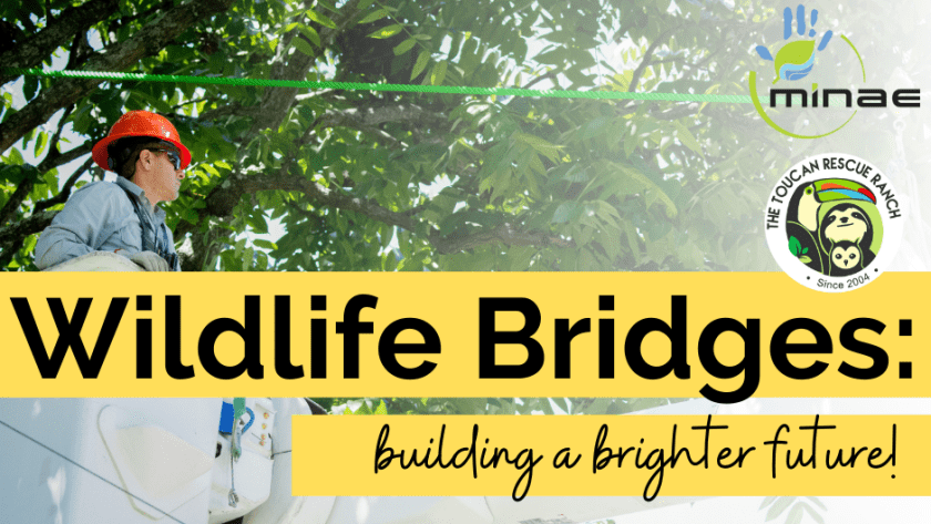 Wildlife Bridges