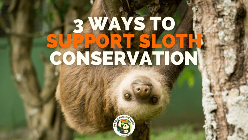 3 Ways to Support Sloth Conservation