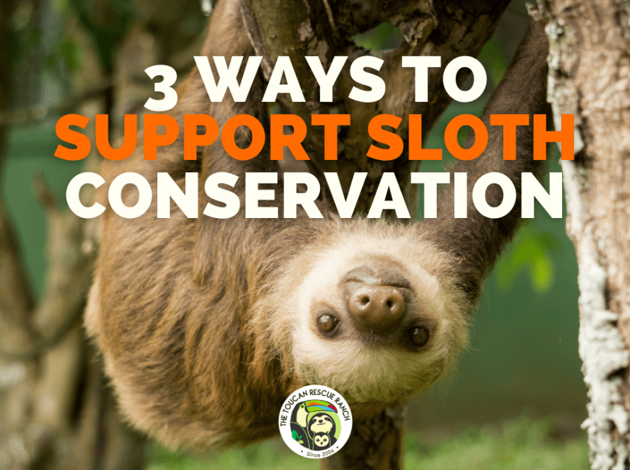 3 Ways to Support Sloth Conservation