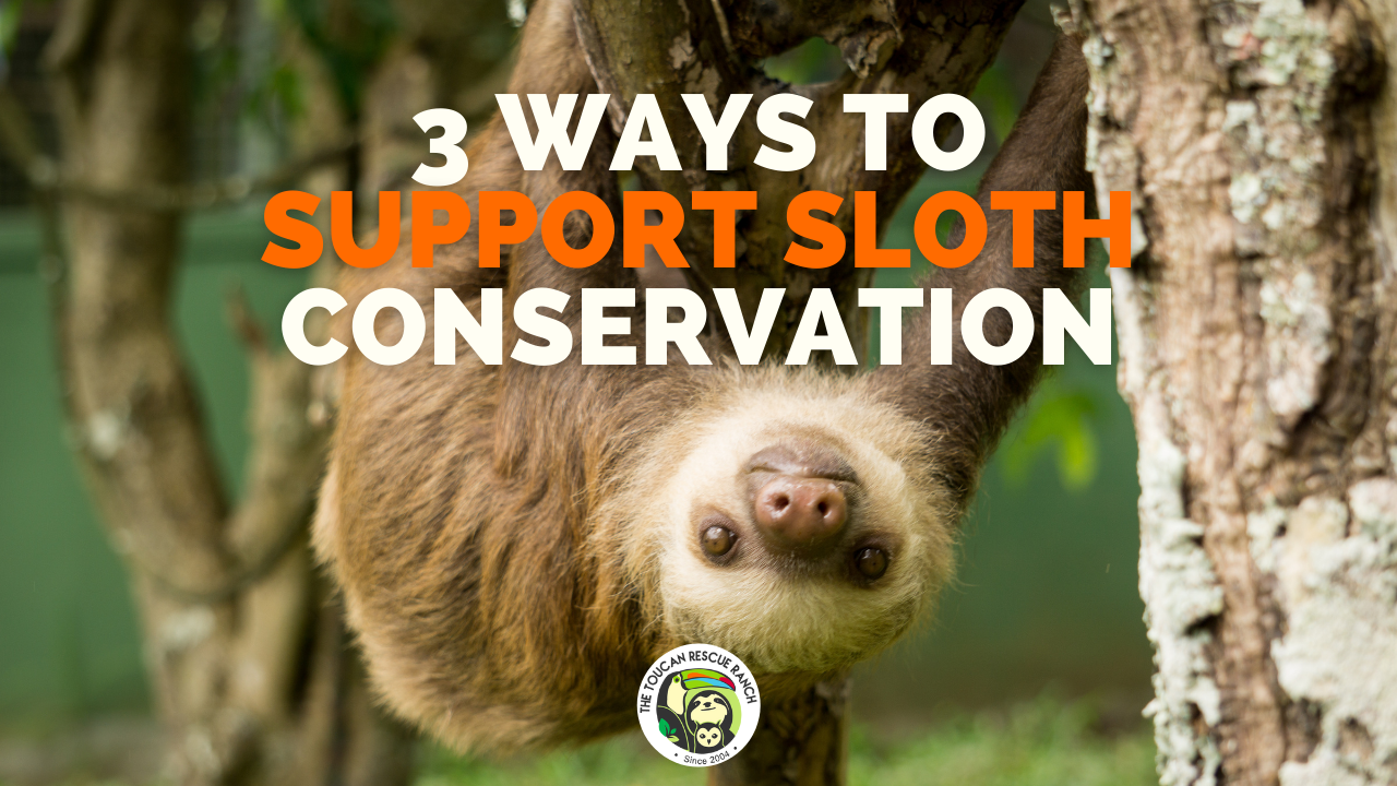 3 Ways to Support Sloth Conservation