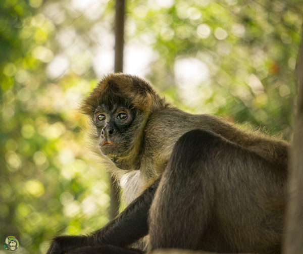 Noelia Spider Monkey