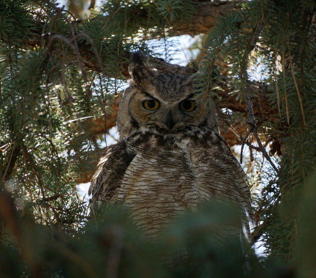 Eyes peeled - Nate Christensen