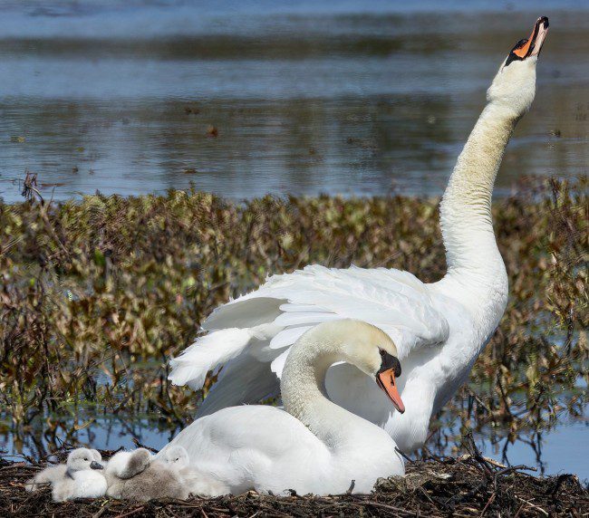 Joyful Parents – Penelope Ayers