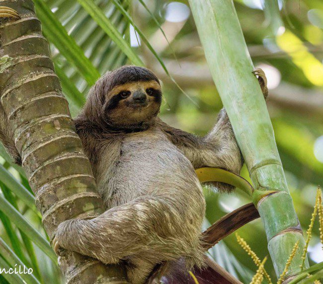 Jungle Goddess - Amy Incillo