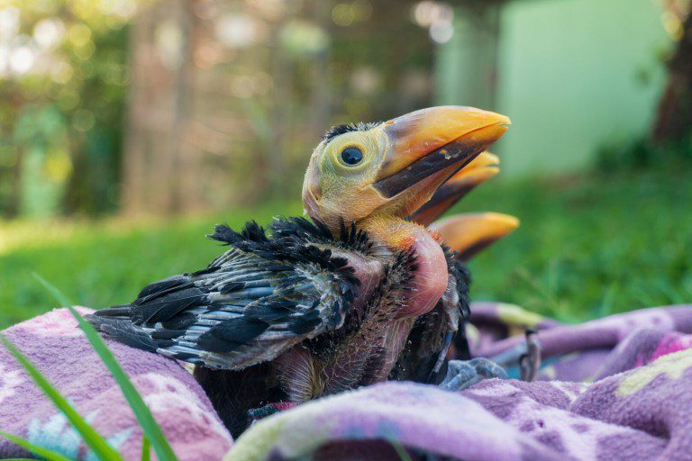 Baby Toucans