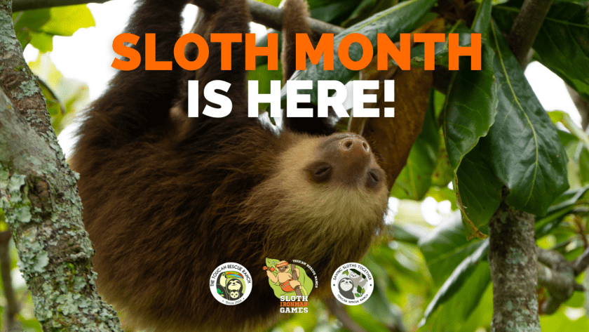 Sloth Month is Here!