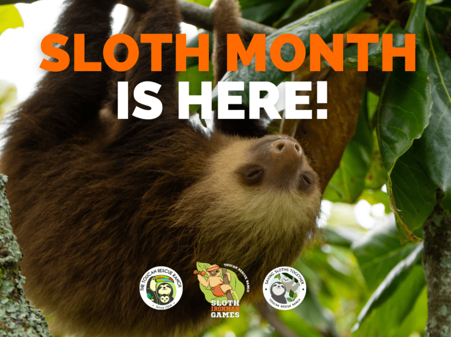 Sloth Month is Here!