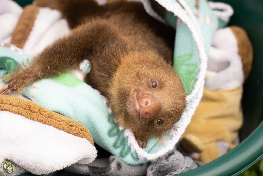 Collin Two Fingered Sloth