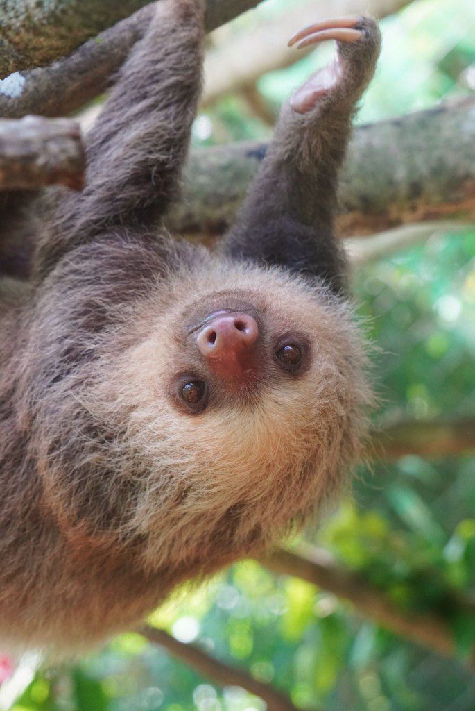 Sloth