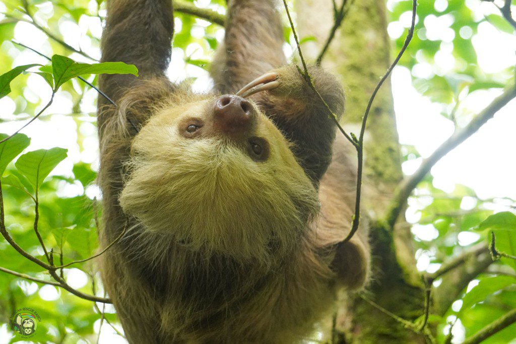 Sloth