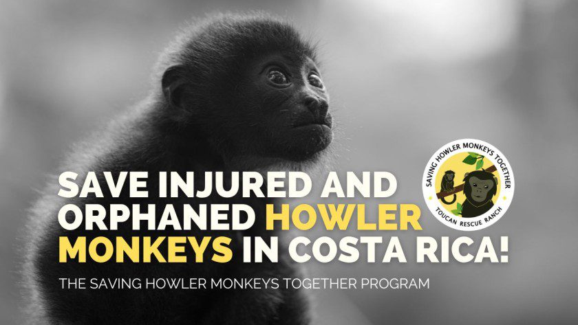 Save injured and orphaned howler monkeys in Costa Rica!