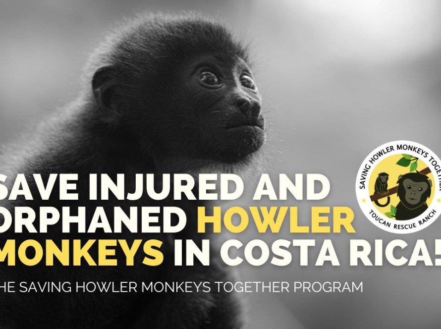 Save injured and orphaned howler monkeys in Costa Rica!