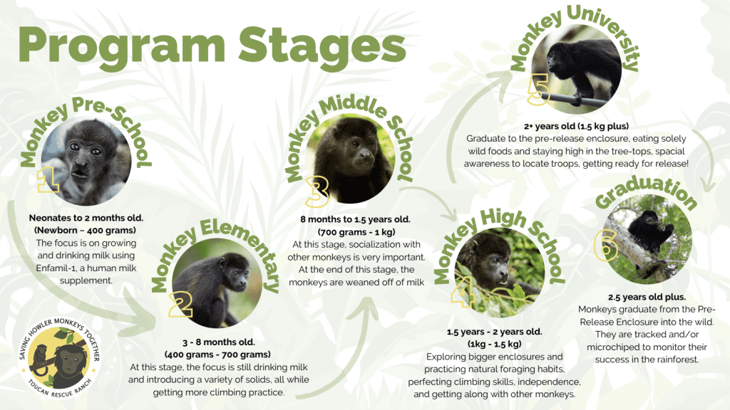 Program Stages
