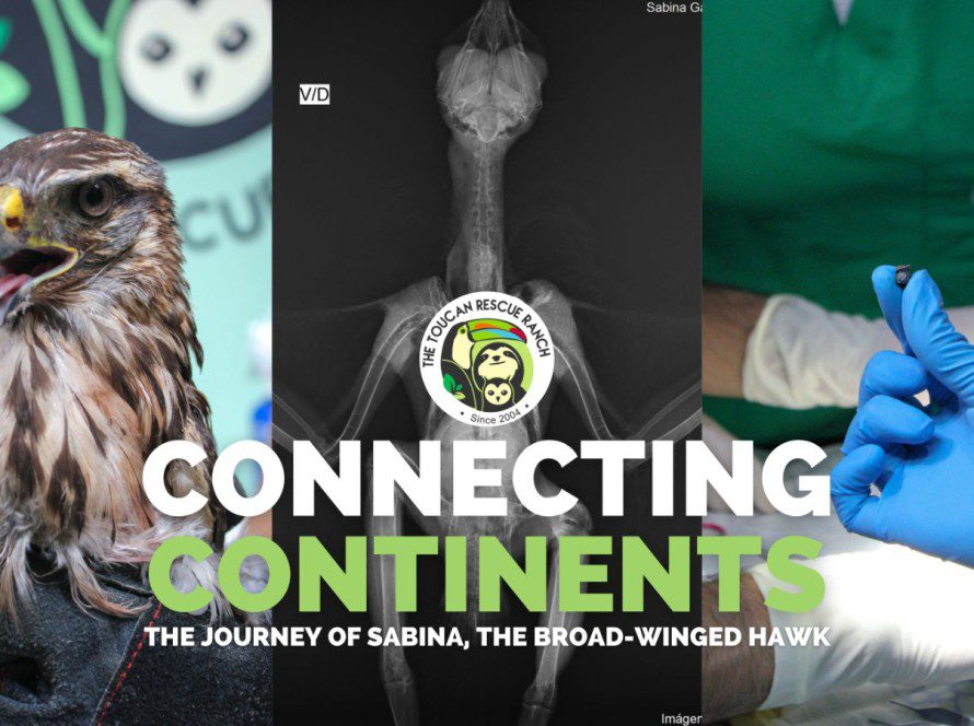 Connecting Continents The Journey of Sabina, the Broad-Winged Hawk