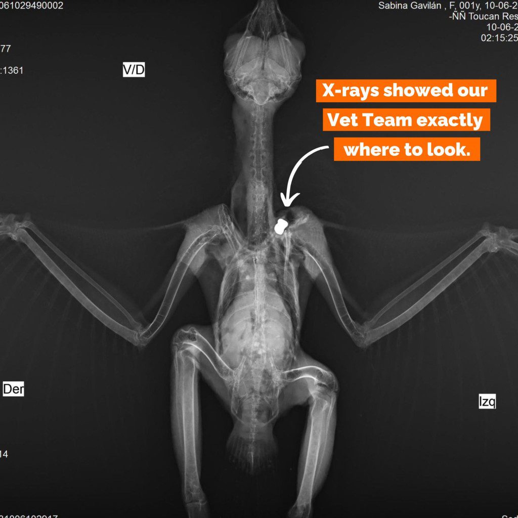 X-rays showed our Vet Team exactly where to look