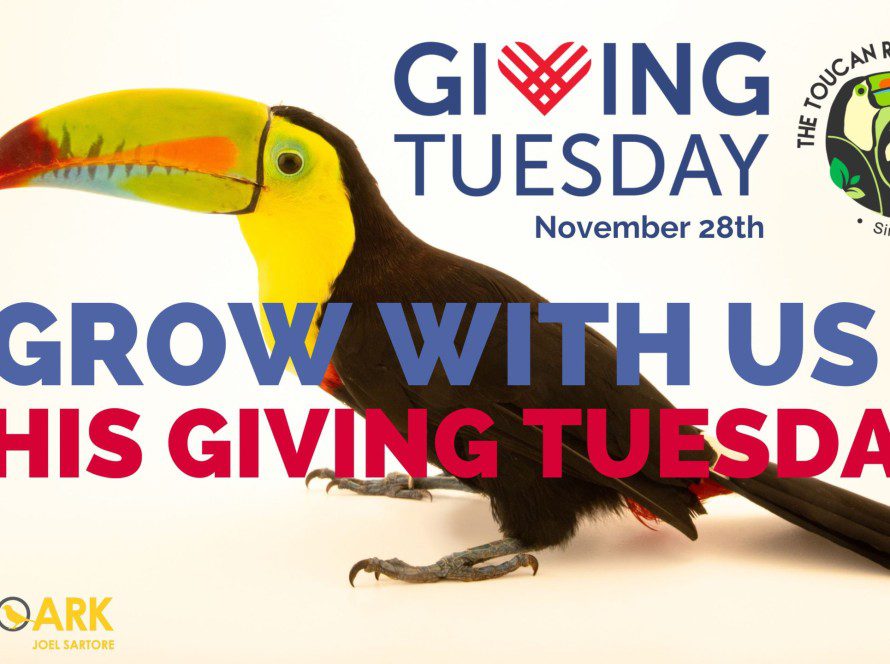 Giving Tuesday