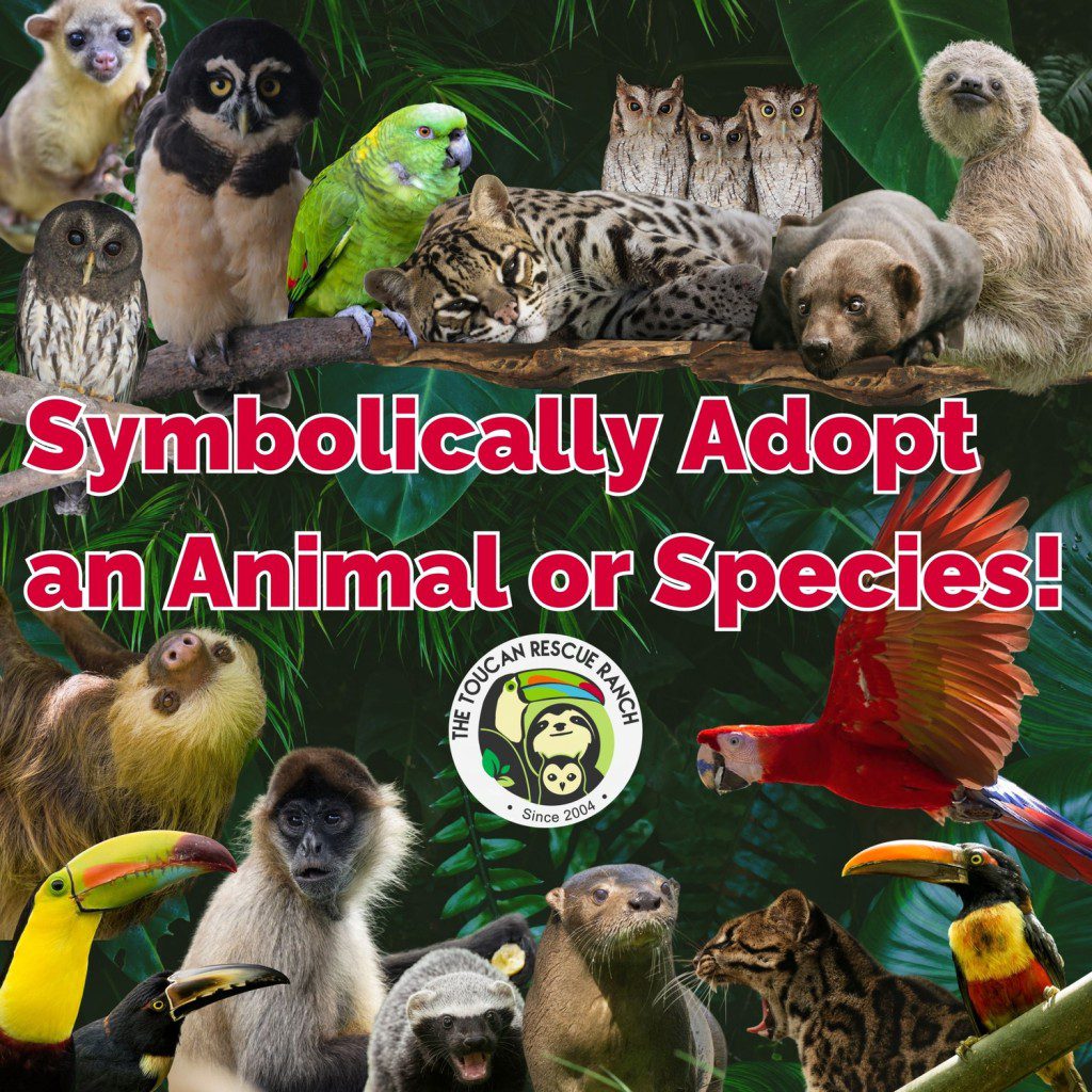 Symbolically Adopt an Animal or Species