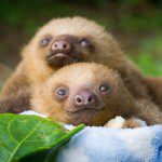 Sloths