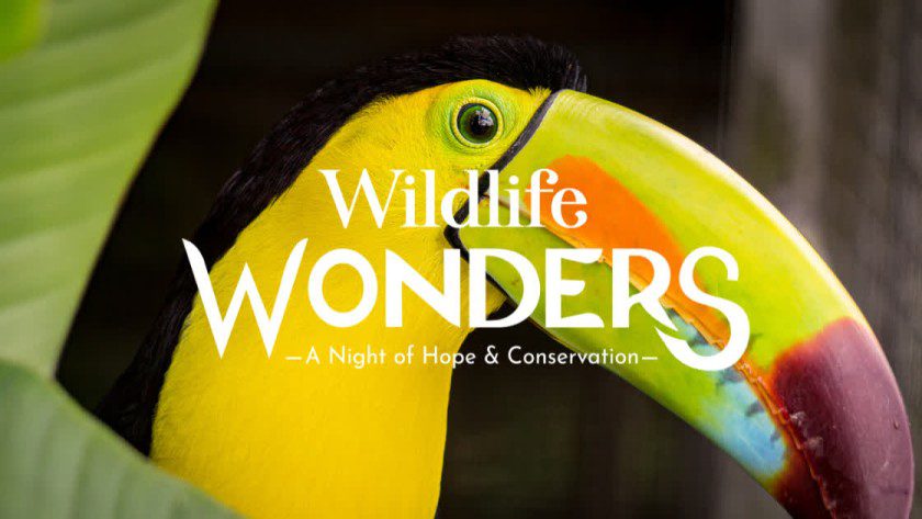 Wildlife Wonders