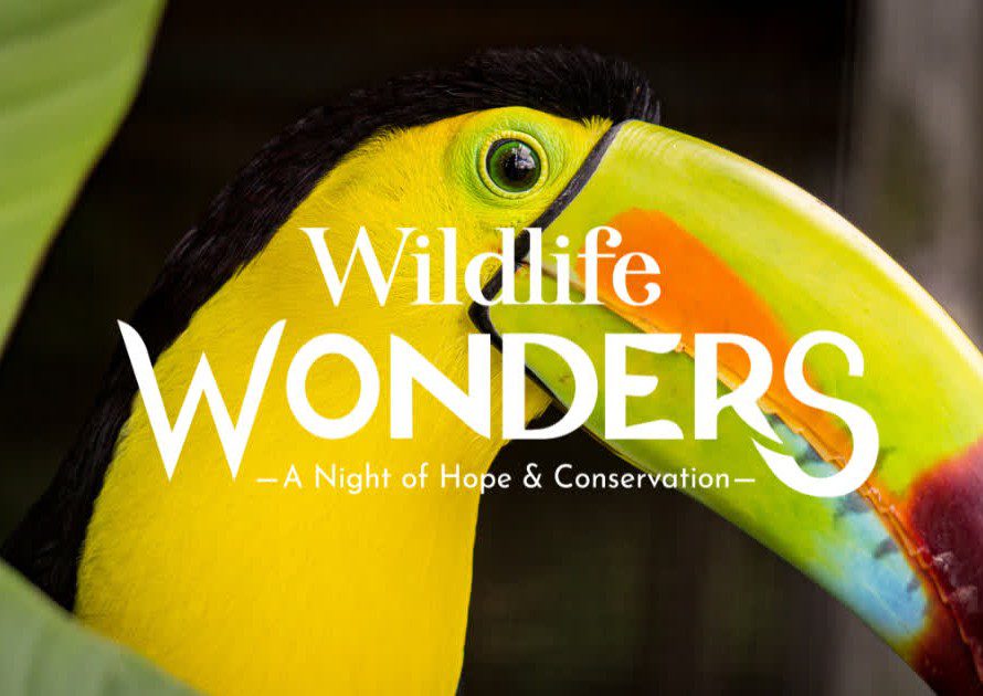 Wildlife Wonders