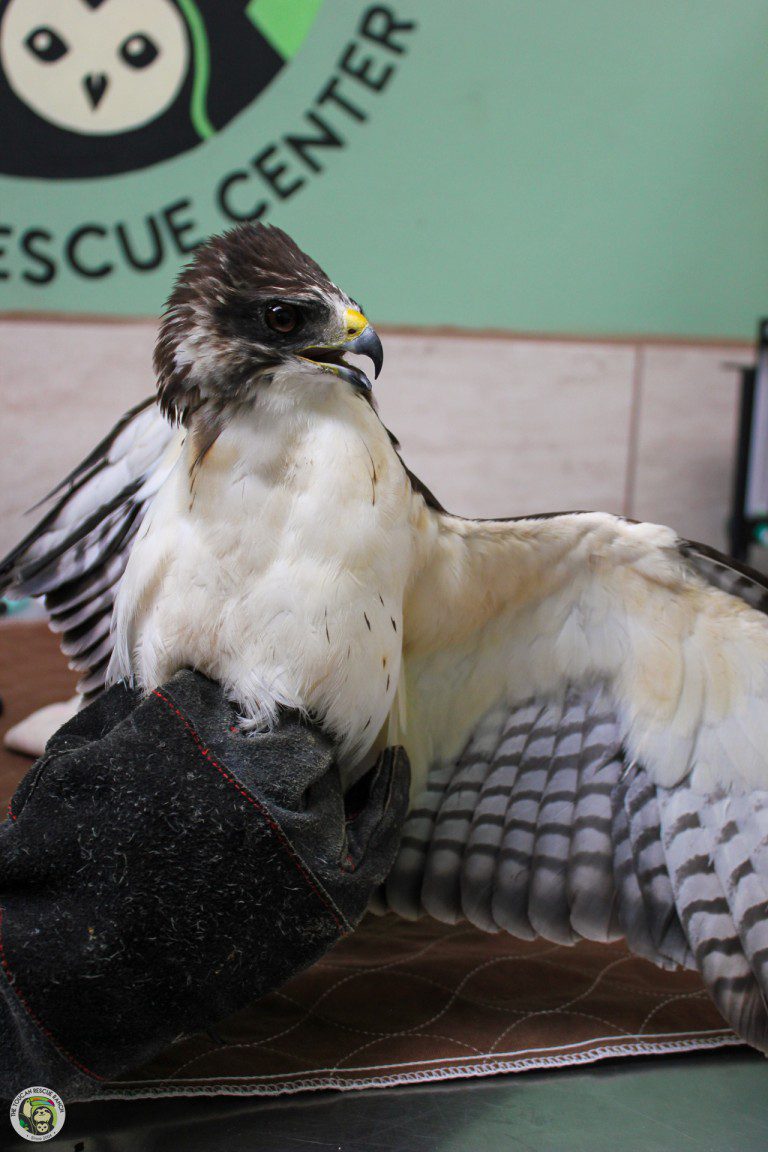 Meet Chiloé, the short-tailed hawk who came to us after an unfortunate incident with a human and a pellet gun.