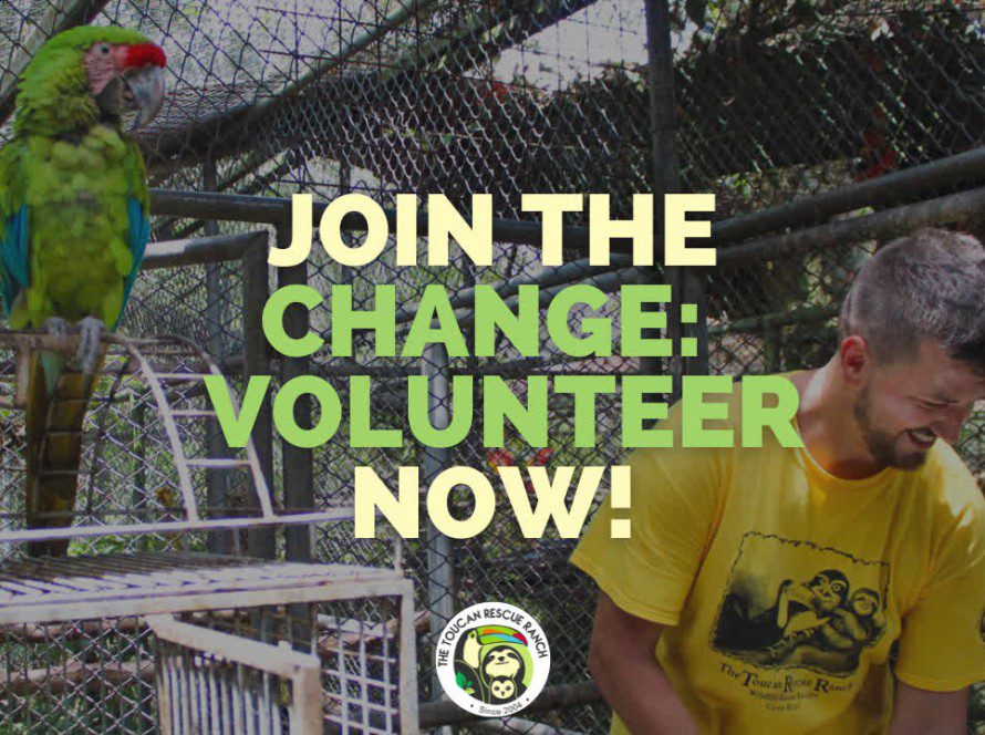 Join the Change: Volunteer Now!