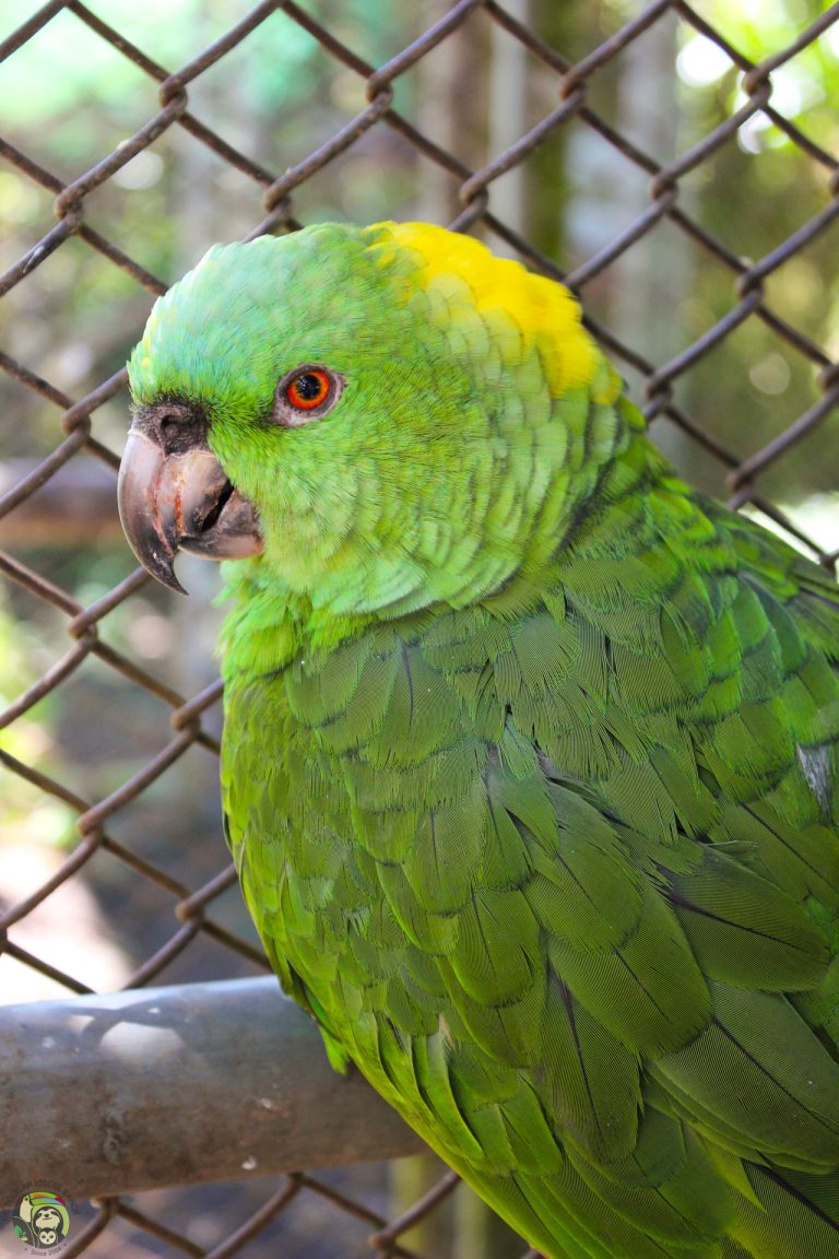 Meet Lupita, one of the many yellow-naped amazons who live as permanent residents in our Sanctuary.