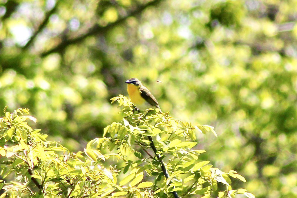 Yellow Breasted Chat by Laura B