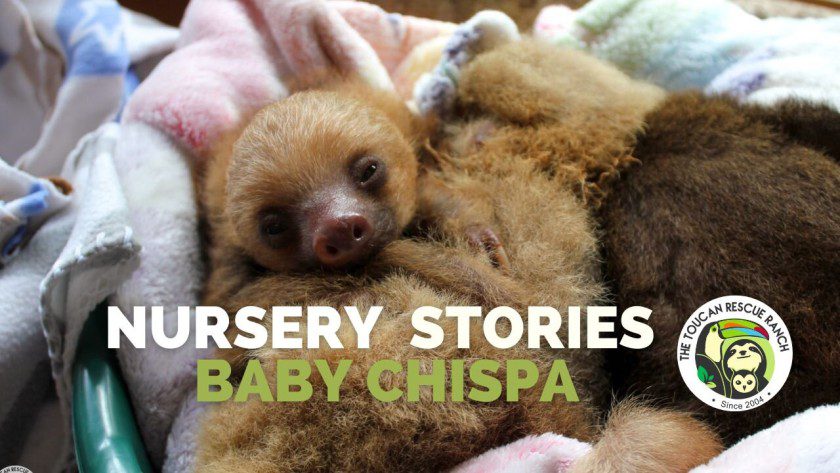 Nursery Stories Baby Chispa