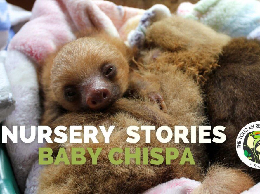 Nursery Stories Baby Chispa