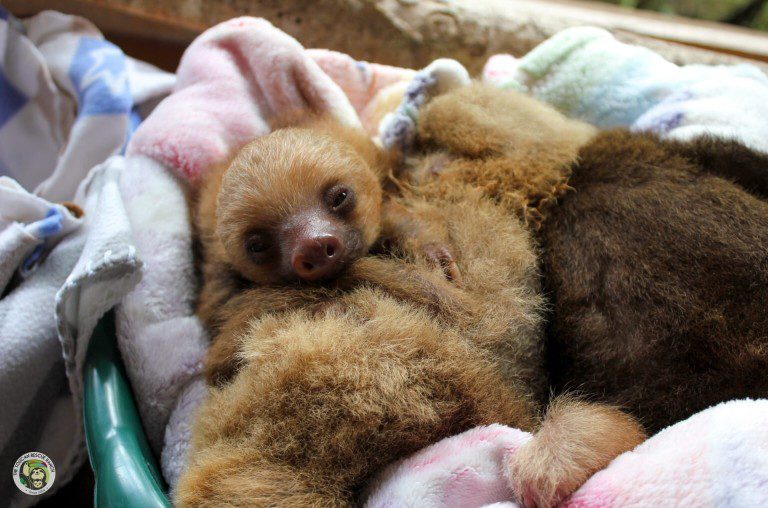 Baby sloth in bed