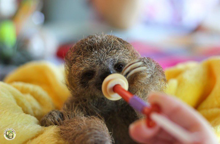 Baby sloth feeding