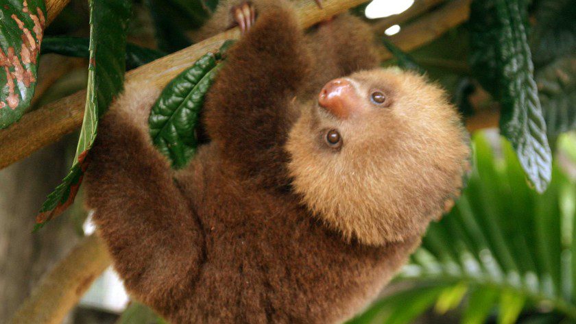 Baby Millie Toucan Rescue Ranch