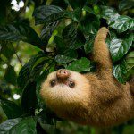 Symbolic Classic Adoption: Two-Fingered Sloth - Image 6