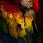 Symbolic Classic Adoption: Scarlet Macaw - Image 4